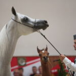 Dzień otwarty Stadniny Koni Arabskich w Michałowie / Wiktor Taszlow / Radio Kielce