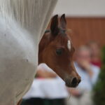 Dzień otwarty Stadniny Koni Arabskich w Michałowie / Wiktor Taszlow / Radio Kielce