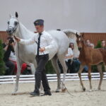 Dzień otwarty Stadniny Koni Arabskich w Michałowie / Wiktor Taszlow / Radio Kielce