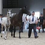 Dzień otwarty Stadniny Koni Arabskich w Michałowie / Wiktor Taszlow / Radio Kielce