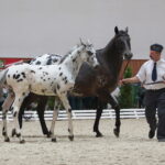 Dzień otwarty Stadniny Koni Arabskich w Michałowie / Wiktor Taszlow / Radio Kielce