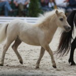 Dzień otwarty Stadniny Koni Arabskich w Michałowie / Wiktor Taszlow / Radio Kielce