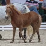 Dzień otwarty Stadniny Koni Arabskich w Michałowie / Wiktor Taszlow / Radio Kielce