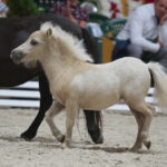 Dzień otwarty Stadniny Koni Arabskich w Michałowie / Wiktor Taszlow / Radio Kielce