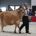 Dzień otwarty Stadniny Koni Arabskich w Michałowie / Wiktor Taszlow / Radio Kielce