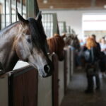 Dzień otwarty Stadniny Koni Arabskich w Michałowie / Wiktor Taszlow / Radio Kielce