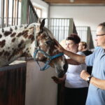 Dzień otwarty Stadniny Koni Arabskich w Michałowie / Wiktor Taszlow / Radio Kielce