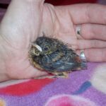 Rudzik / arch. Karoliny Siedleckiej-Kowalczewskiej