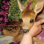 Sarna / arch. Karoliny Siedleckiej-Kowalczewskiej