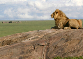 Simba Kopjes. Park Narodowy Serengeti. Tanzania / archiwum prywatne