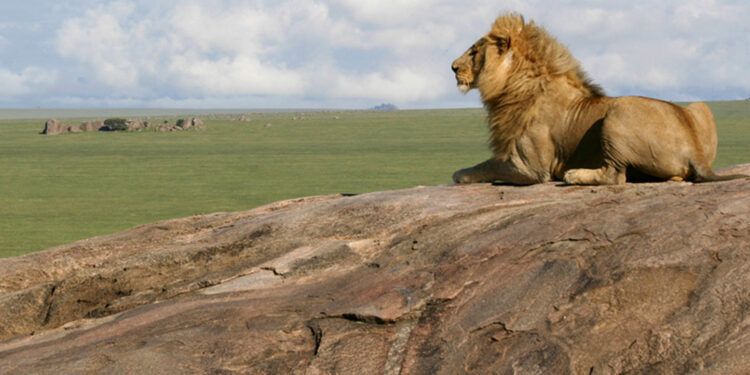 Simba Kopjes. Park Narodowy Serengeti. Tanzania / archiwum prywatne