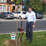 11.09.2019. Sandomierz. Burmistrz Marcin Marzec sadzi nowe drzewo na ulicy 11 Listopada / Grażyna-Szlęzak-Wójcik / Radio Kielce