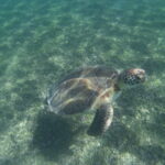 7.09.2019. Meksyk. Jukatan / Balbina Bujak