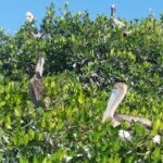 7.09.2019. Meksyk. Jukatan / Balbina Bujak