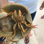 7.09.2019. Meksyk. Jukatan / Balbina Bujak