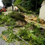 18.09.2019. Kielce. Złamany klon przy ulicy Jana Pawła II / Piotr Kwaśniewski / Radio Kielce