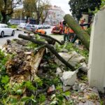 18.09.2019. Kielce. Złamany klon przy ulicy Jana Pawła II / Piotr Kwaśniewski / Radio Kielce