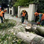 18.09.2019. Kielce. Złamany klon przy ulicy Jana Pawła II / Piotr Kwaśniewski / Radio Kielce