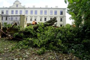 18.09.2019. Kielce. Złamany klon przy ulicy Jana Pawła II / Piotr Kwaśniewski / Radio Kielce