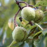 Początek astronomicznej jesieni / Robert Felczak / Radio Kielce