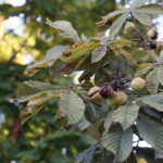 Początek astronomicznej jesieni / Robert Felczak / Radio Kielce