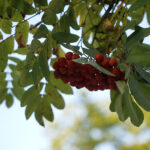 Początek astronomicznej jesieni / Robert Felczak / Radio Kielce