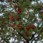 Początek astronomicznej jesieni / Robert Felczak / Radio Kielce