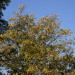 Początek astronomicznej jesieni / Robert Felczak / Radio Kielce