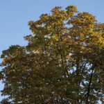 Początek astronomicznej jesieni / Robert Felczak / Radio Kielce