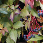 Początek astronomicznej jesieni / Robert Felczak / Radio Kielce