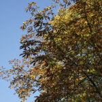 Początek astronomicznej jesieni / Robert Felczak / Radio Kielce