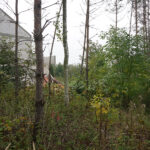 Kielce. Nielegalny wyręb drzew przy ul. Łopuszniańskiej / Robert Szumielewicz / Radio Kielce