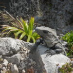 7.09.2019. Meksyk. Jukatan / Balbina Bujak