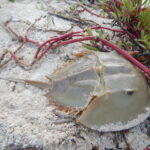 7.09.2019. Meksyk. Jukatan / Balbina Bujak