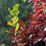 Początek astronomicznej jesieni / Robert Felczak / Radio Kielce