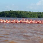 7.09.2019. Meksyk. Jukatan / Balbina Bujak
