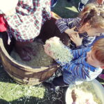 22.09.2019 Tokarnia. Muzeum Wsi Kieleckiej. Impreza "Smaki Jesieni" / Jarosław Kubalski / Radio Kielce