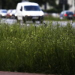 07.06.2019 Kielce. Trawa przy ulicy Warszawskiej / Jarosław Kubalski / Radio Kielce