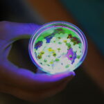 08.09.2019. Podzamcze. Astro Piknik / Wiktor Taszłow / Radio Kielce