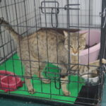 09.09.2019. Remont schroniska dla bezdomnych zwierząt w Dyminach / Wiktor Taszłow / Radio Kielce