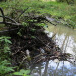 10.09.2019. Kielce. Śmieci w dolinie Silnicy / Wiktor Taszłow / Radio Kielce