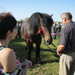 15.09.2019. Chmielnik. Jarmark koński i festiwal pierogowy / Wiktor Taszłow / Radio Kielce
