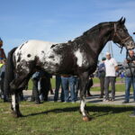 15.09.2019. Chmielnik. Jarmark koński i festiwal pierogowy / Wiktor Taszłow / Radio Kielce