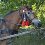 15.09.2019. Chmielnik. Jarmark koński i festiwal pierogowy / Wiktor Taszłow / Radio Kielce