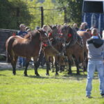 15.09.2019. Chmielnik. Jarmark koński i festiwal pierogowy / Wiktor Taszłow / Radio Kielce
