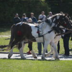 15.09.2019. Chmielnik. Jarmark koński i festiwal pierogowy / Wiktor Taszłow / Radio Kielce