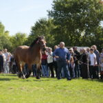 15.09.2019. Chmielnik. Jarmark koński i festiwal pierogowy / Wiktor Taszłow / Radio Kielce