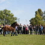 15.09.2019. Chmielnik. Jarmark koński i festiwal pierogowy / Wiktor Taszłow / Radio Kielce