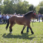 15.09.2019. Chmielnik. Jarmark koński i festiwal pierogowy / Wiktor Taszłow / Radio Kielce