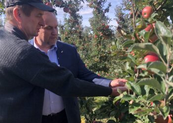 20.09.2019. Rożki, gmina Obrazów. Spotkanie zorganizowane przez posła PiS Marka Kwitka w sadzie jabłkowym. Sadownik Janusz Chmielewski, właściciel sadu i poseł Marek Kwitek / Grażyna-Szlęzak-Wójcik / Radio Kielce